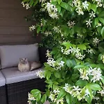 Les D'alienor, Jasmin