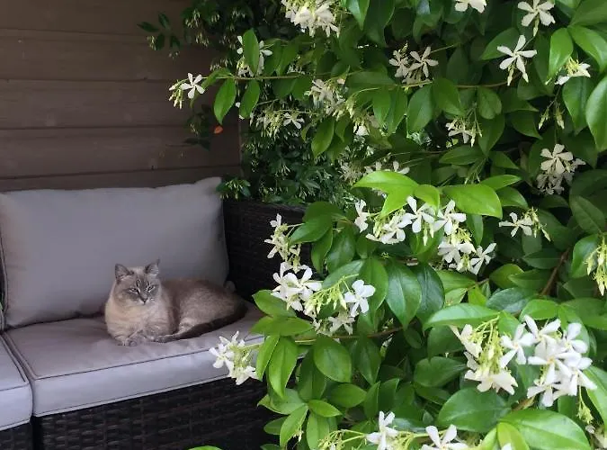 Les D'alienor, Jasmin